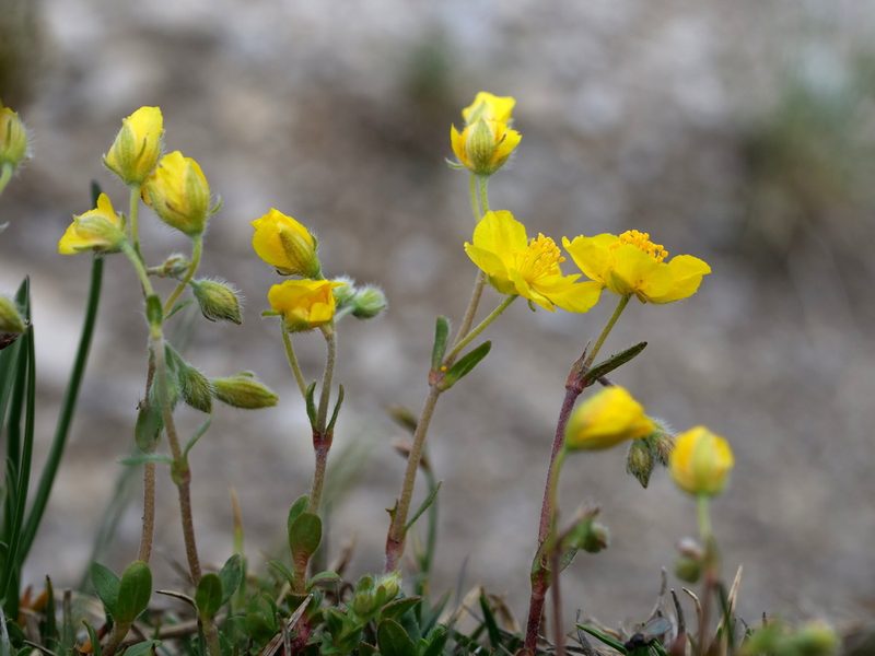 Helianthemum oelandicum, photographed by Wolfgang Jauch