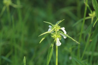 Leucas aspera, photographed by Haneesh K M