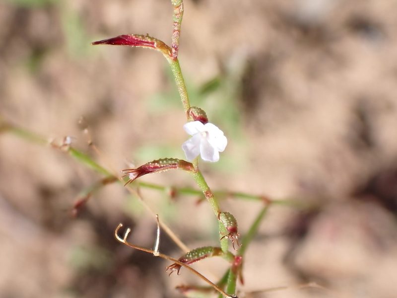 Limonium echioides, photographed by David Delon