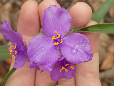 Tradescantia gigantea, photographed by Blake Bringhurst