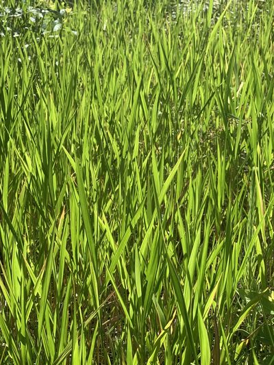 Panicum hemitomon, photographed by Laura Clark