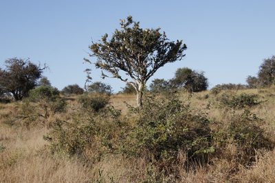 Boscia albitrunca, photographed by Tony Rebelo