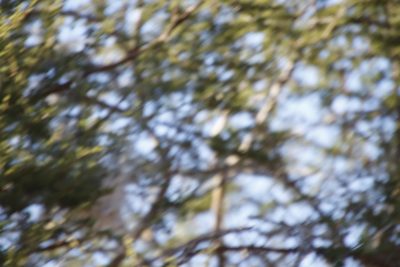 Vachellia tortilis, photographed by Tony Rebelo