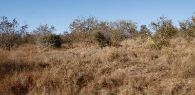 Colophospermum mopane