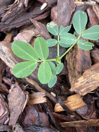 Arachis hypogaea, photographed by Elisa Coghlan