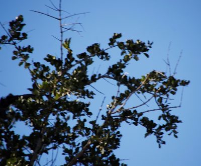 Combretum imberbe, photographed by Tony Rebelo