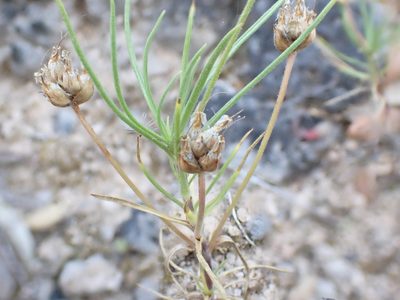 Plantago sempervirens, photographed by David Delon