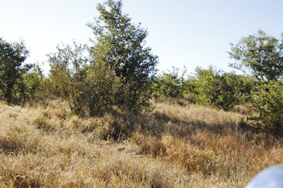 Colophospermum mopane, photographed by Tony Rebelo