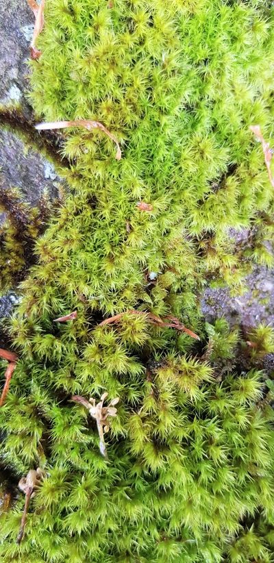 Dilutineuron fasciculare, photographed by Helen Waterman
