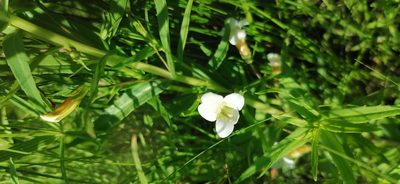 Gratiola officinalis, photographed by tetyanakuchma