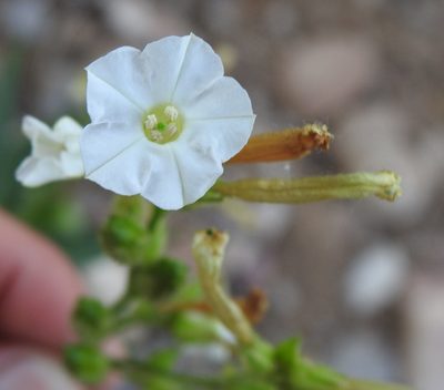 Nicotiana attenuata, photographed by saltyhiker