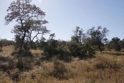 Peltophorum africanum, photographed by Tony Rebelo