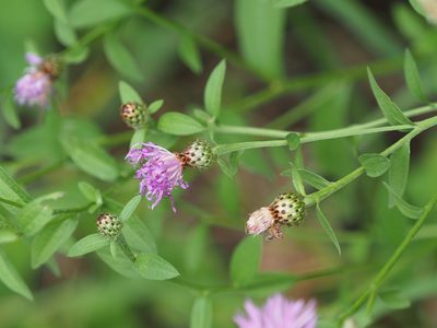 Centaurea nigrescens, photographed by mefisher