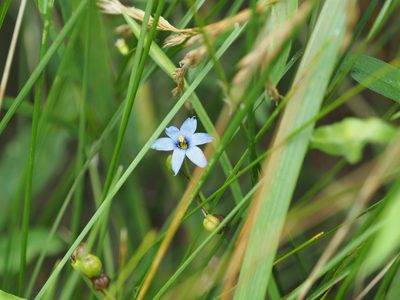 Sisyrinchium atlanticum, photographed by mefisher