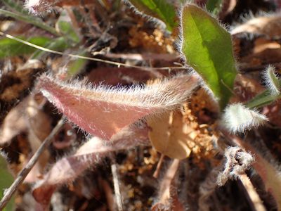 Hieracium argutum, photographed by George Williams