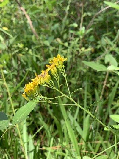Solidago nitida, photographed by Laura Clark