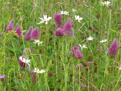 Trifolium rubens, photographed by Sheelagh Halsey