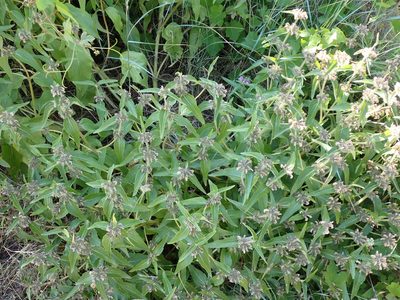 Phlomis herba-venti, photographed by David Delon
