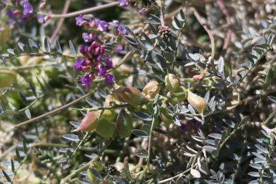 Astragalus palmeri, photographed by Carly Slawson