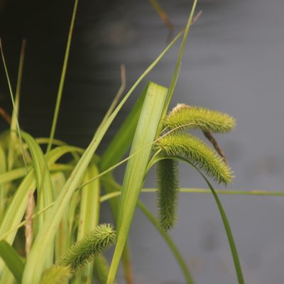 Carex comosa, photographed by Mark Apgar