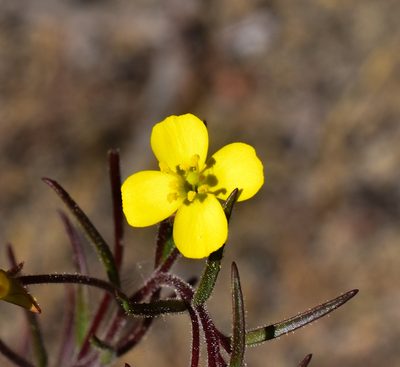 Camissonia dentata, photographed by Nicolás Villaseca Merino