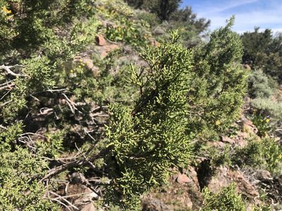 Juniperus occidentalis, photographed by Bob Earle