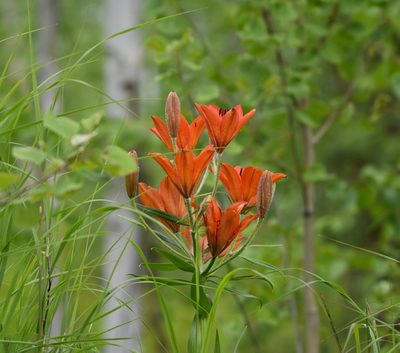 Lilium pensylvanicum, photographed by Валерия Ковалева