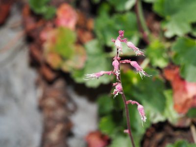 Heuchera rubescens, photographed by Clay Gibbons
