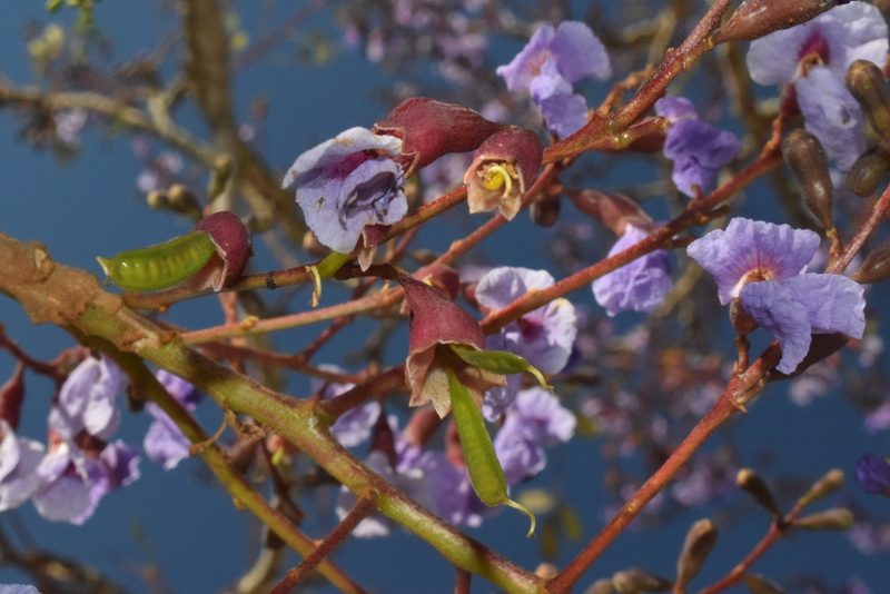 Bowdichia virgilioides, photographed by Mario Barroso