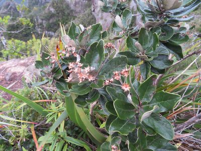 Olearia allomii, photographed by William Brockelsby