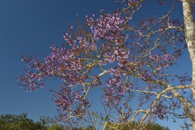 Bowdichia virgilioides, photographed by Mario Barroso