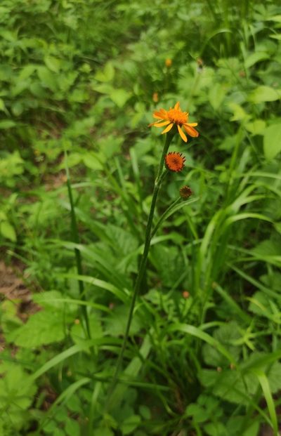Tephroseris porphyrantha, photographed by Юлия