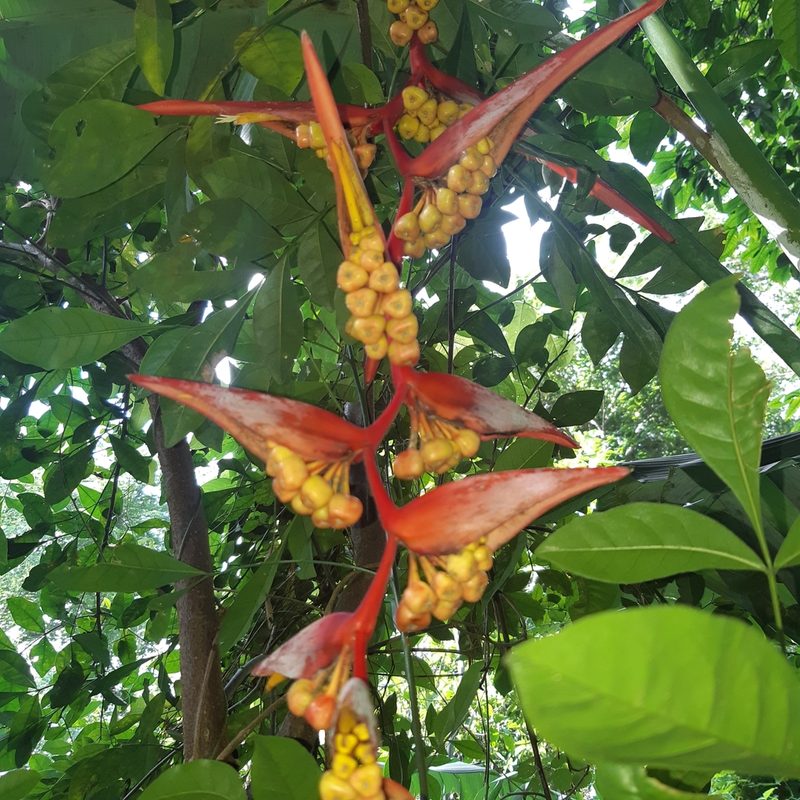 Heliconia collinsiana, photographed by David Umanzor