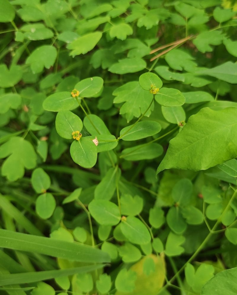 Euphorbia jenisseiensis, photographed by Юлия