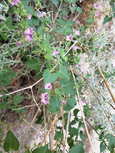 Mirabilis oxybaphoides, photographed by Jody Shugart