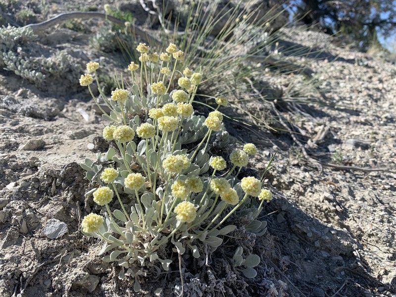 Eriogonum anemophilum, photographed by william_hoyer