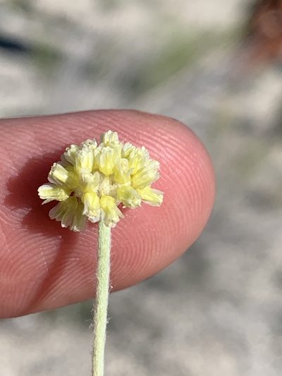 Eriogonum anemophilum, photographed by william_hoyer