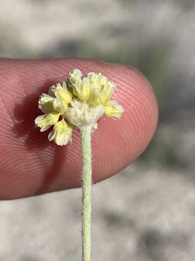 Eriogonum anemophilum, photographed by william_hoyer