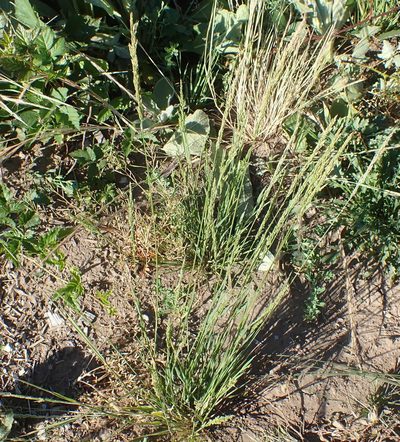 Agrostis exarata, photographed by Mike Palmer