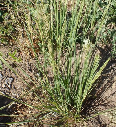 Agrostis exarata, photographed by Mike Palmer