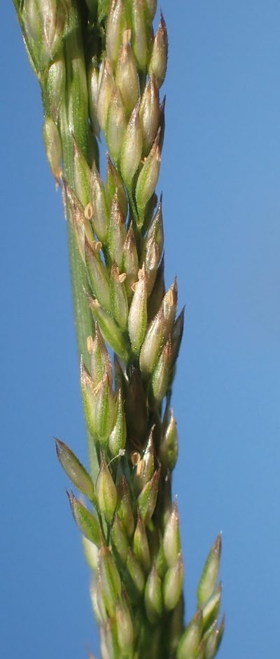 Agrostis exarata, photographed by Mike Palmer
