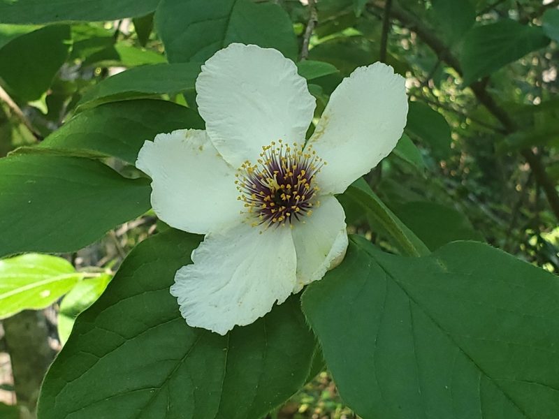Stewartia ovata, photographed by Craig Martin