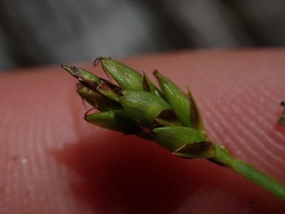 Carex leptalea, photographed by Nolan Exe
