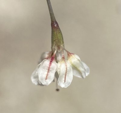 Eriogonum watsonii, photographed by Matt Berger