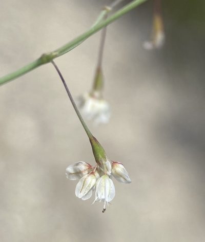 Eriogonum watsonii, photographed by Matt Berger