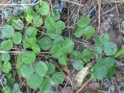 Desmodium rotundifolium, photographed by kcthetc1