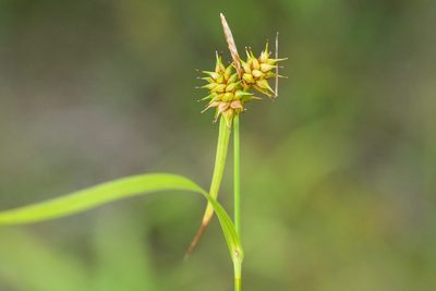 Carex flava, photographed by Owen Strickland