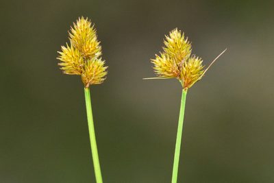 Carex bebbii, photographed by Owen Strickland
