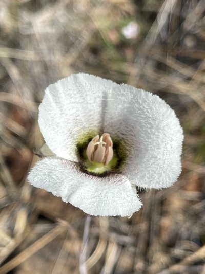 Calochortus howellii, photographed by Dee Shea Himes