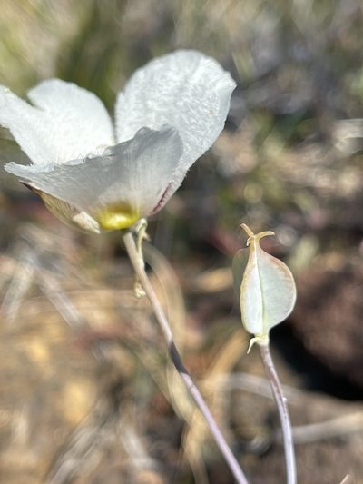 Calochortus howellii, photographed by Dee Shea Himes